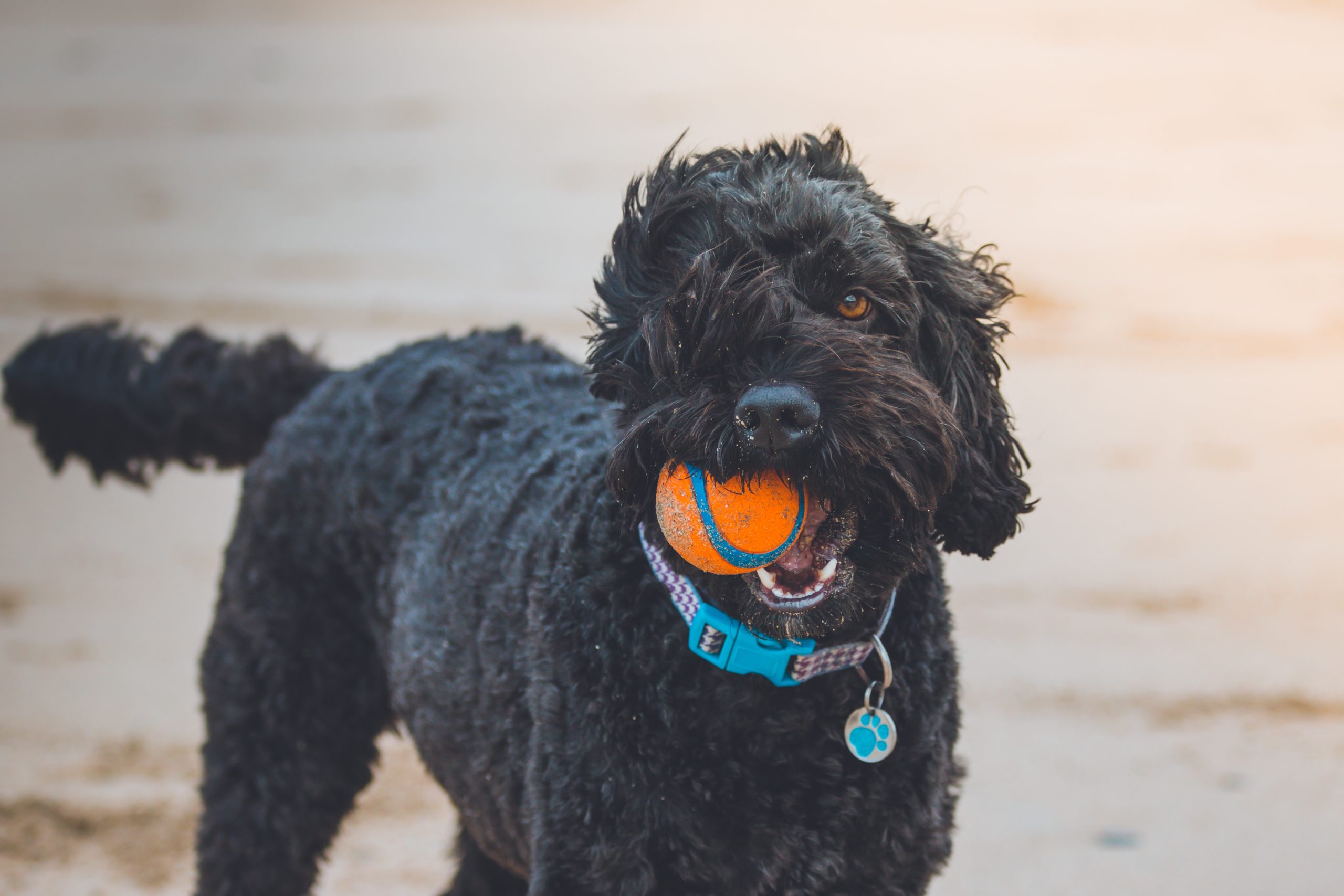 5 Dog-Friendly Beaches Near Newquay, Cornwall