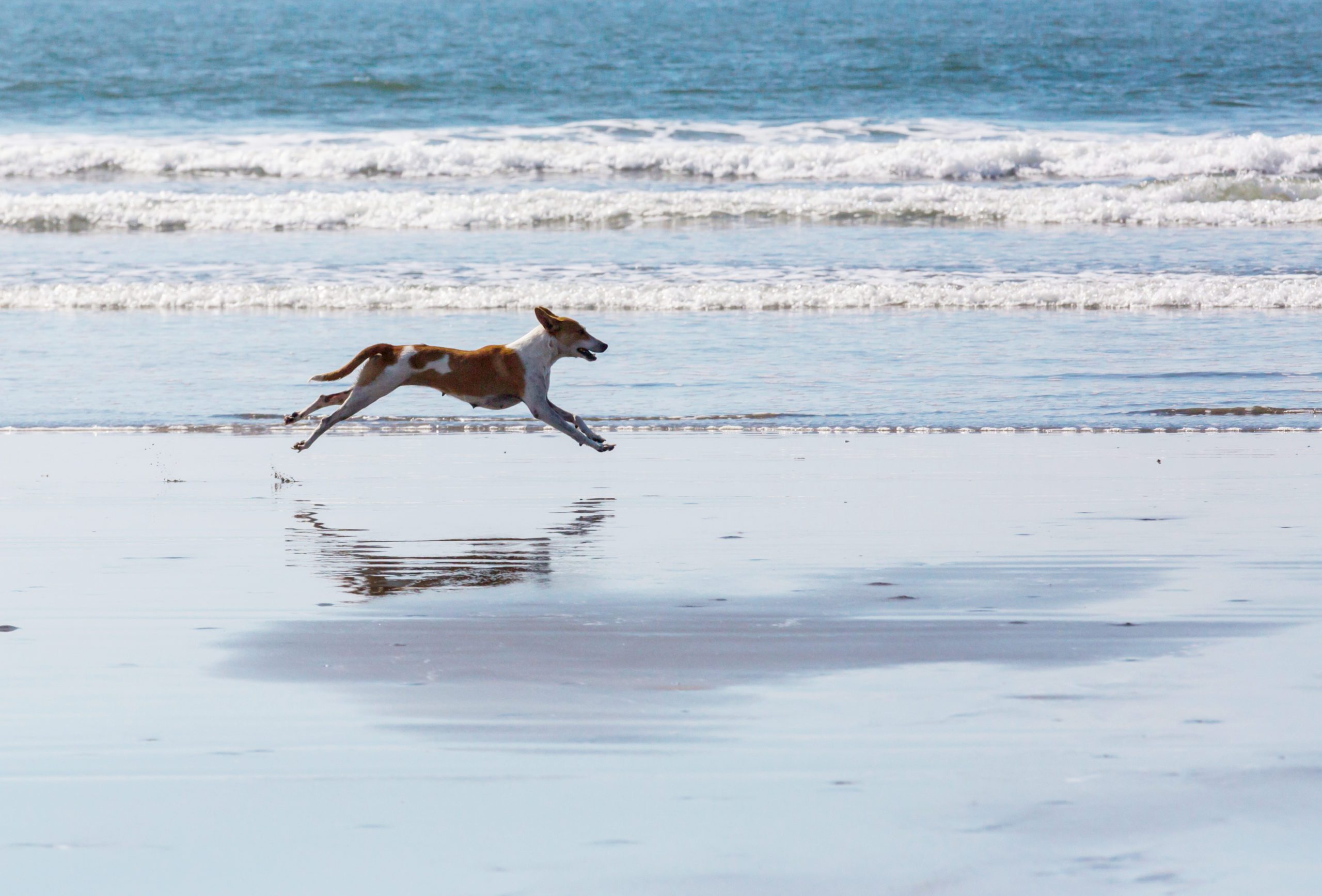 Dog-Friendly Beaches Near Padstow, Cornwall