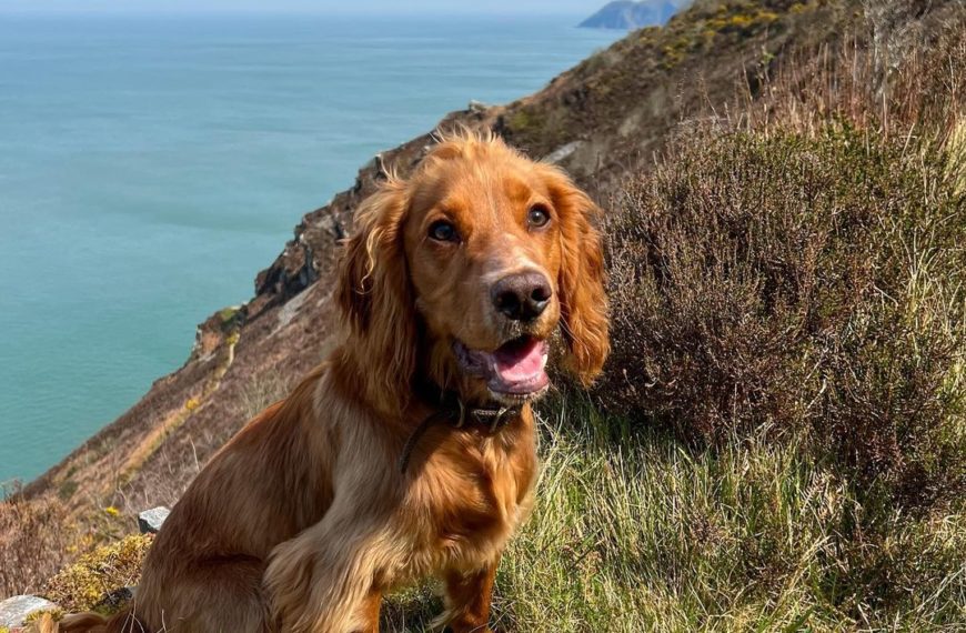 Our Top Exciting Dog Walks in Devon.