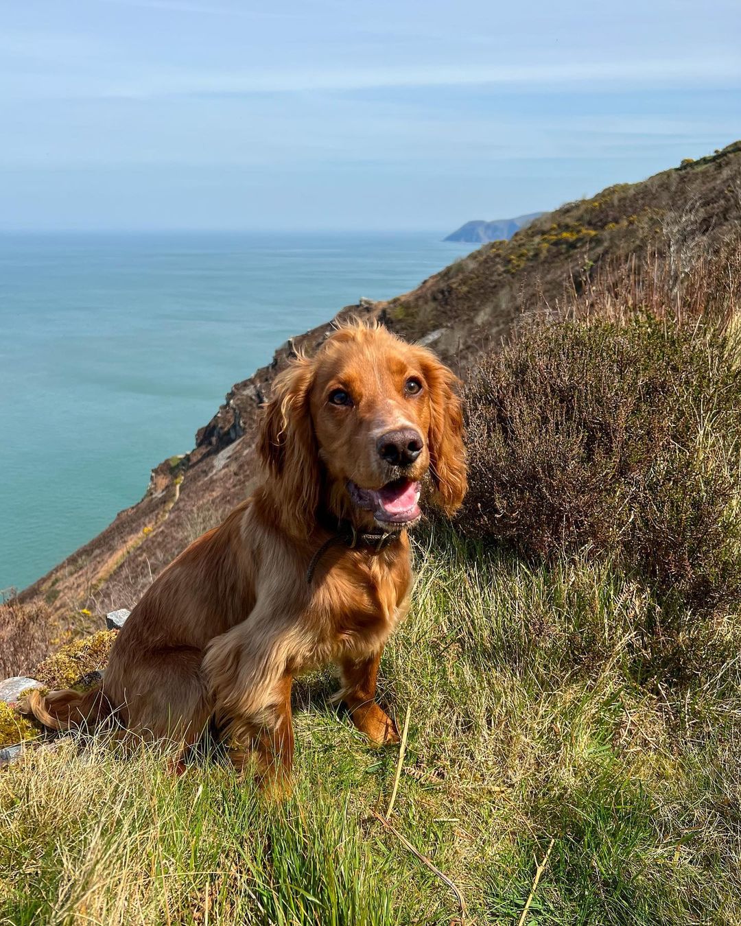 Our Top Exciting Dog Walks in Devon.